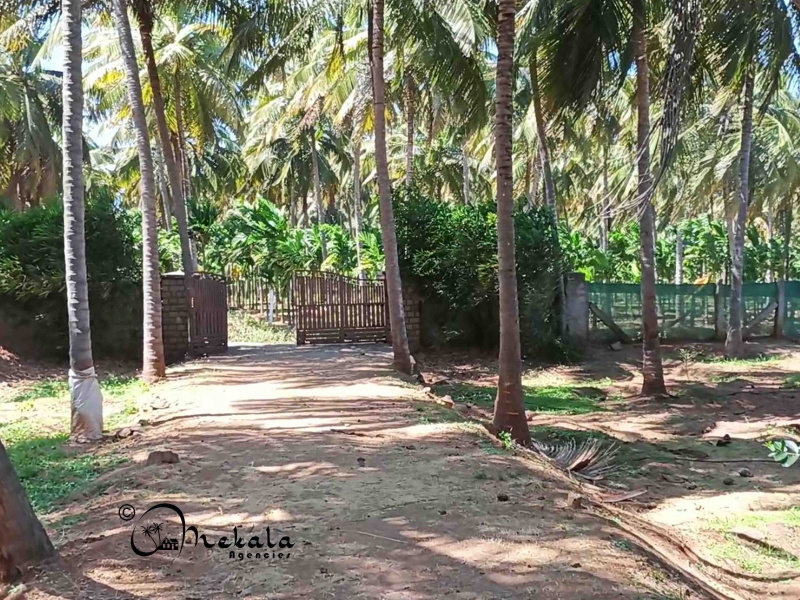  Agricultural Land 4 Acre for Sale in Pollachi, Coimbatore