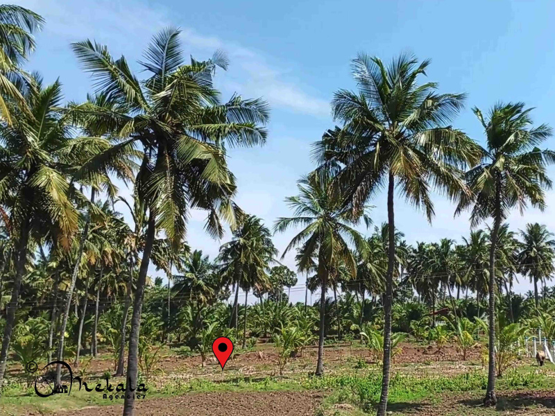  Agricultural Land 6 Acre for Sale in Thirumalayampalayam, Coimbatore