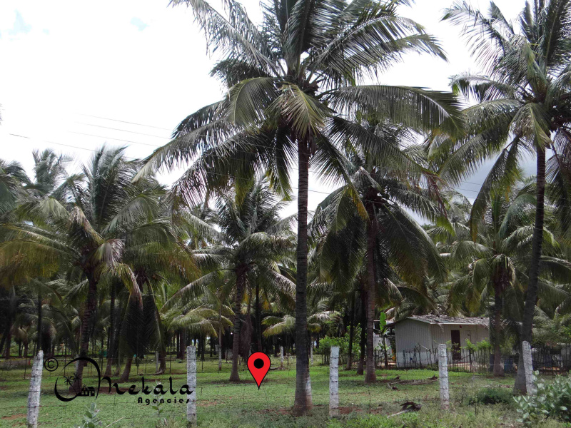  29 Cent Agricultural/Farm Land for Sale in Thondamuthur Road, Coimbatore