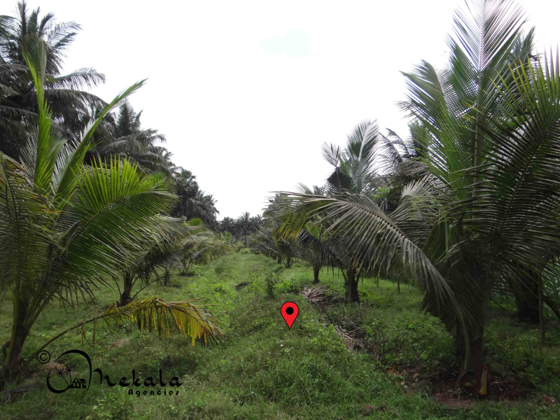  Agricultural Land 90 Cent for Sale in Nachipalayam, Coimbatore