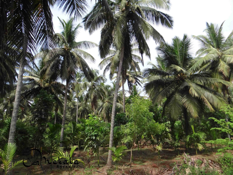  3 Acre Agricultural/Farm Land for Sale in Thirumalayampalayam, Coimbatore