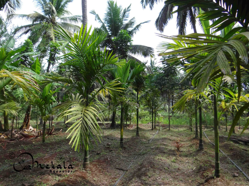  3 Acre Agricultural/Farm Land for Sale in Thirumalayampalayam, Coimbatore