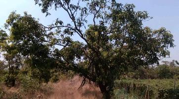  Agricultural Land for Sale in Indapur, Raigad