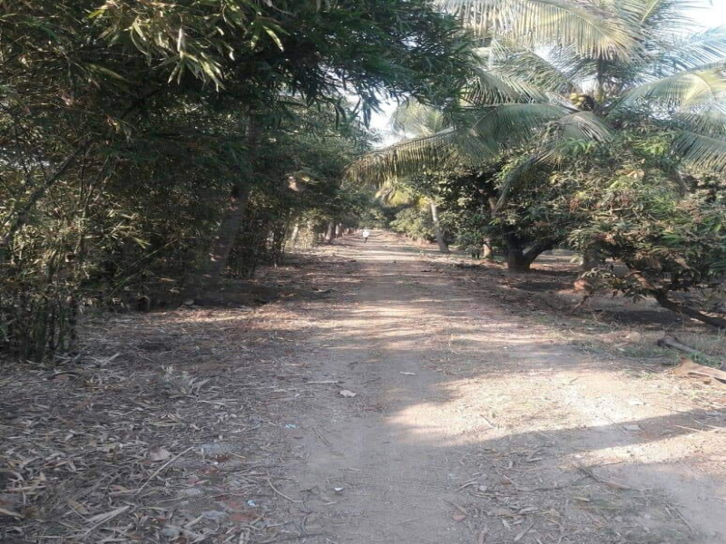  4887 Sq. Meter Agricultural/Farm Land for Sale in Dharampur, Valsad