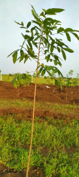  Agricultural Land for Sale in Narayankhed, Sangareddy