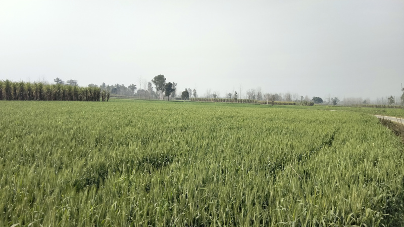 Agricultural Land 7 Bigha for Sale in