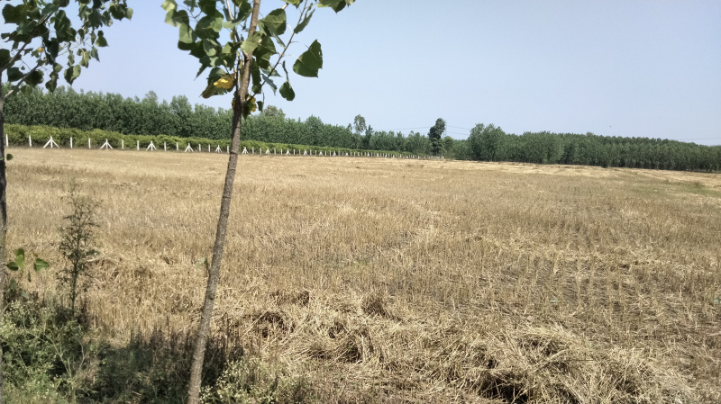 Agricultural Land 80 Bigha for Sale in Chhutmalpur, Saharanpur