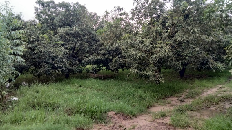 Agricultural Land 22 Bigha for Sale in Chhutmalpur, Saharanpur