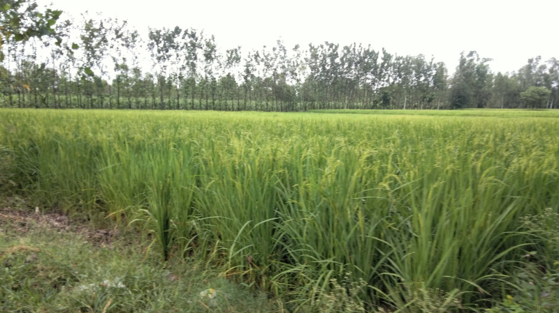 Agricultural Land 10 Bigha for Sale in Biharigarh, Dehradun