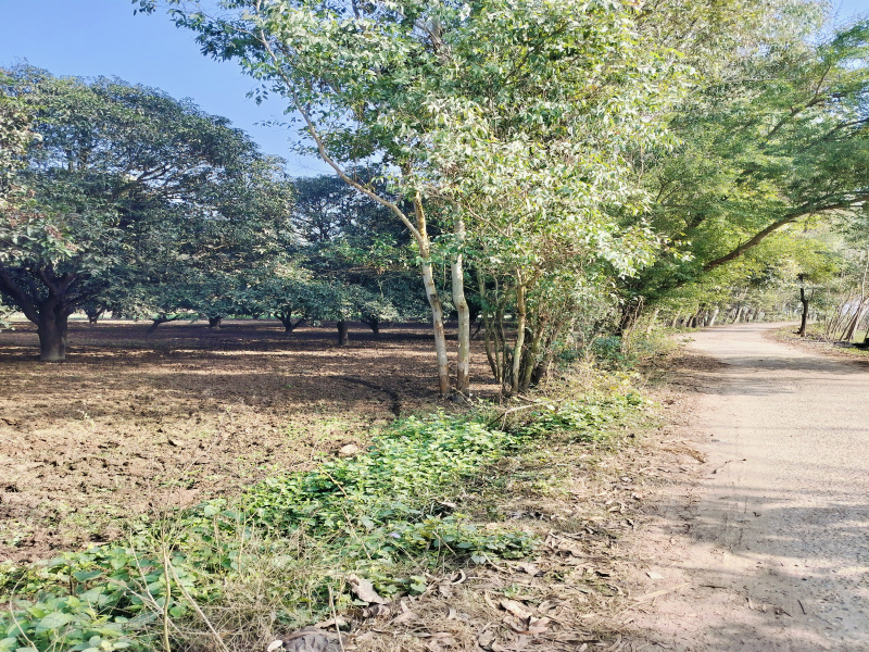  Agricultural Land 12 Bigha for Sale in Biharigarh, Dehradun