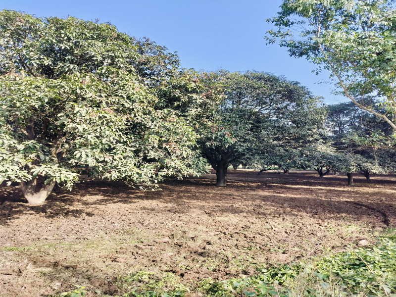  Agricultural Land 12 Bigha for Sale in Biharigarh, Dehradun