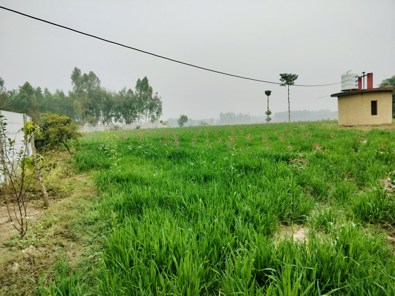  Agricultural Land 12 Bigha for Sale in Biharigarh, Dehradun