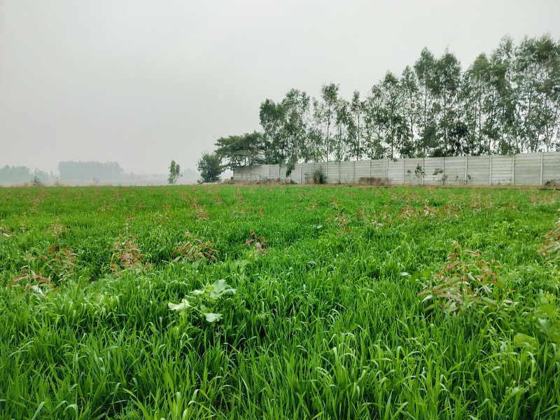  Agricultural Land 12 Bigha for Sale in Biharigarh, Dehradun