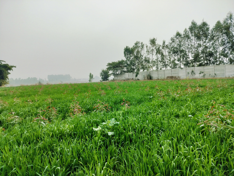  Agricultural Land 12 Bigha for Sale in Biharigarh, Dehradun