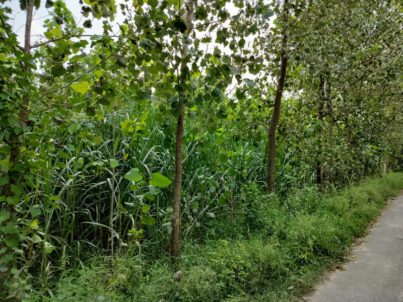  Agricultural Land 7 Bigha for Sale in Biharigarh, Dehradun