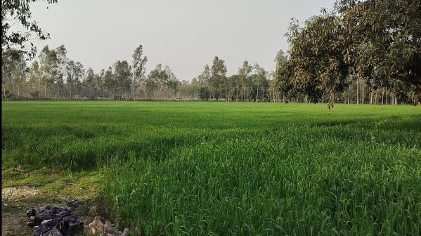  Agricultural Land 20 Bigha for Sale in Biharigarh, Dehradun
