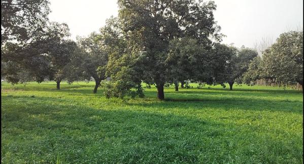  Agricultural Land 20 Bigha for Sale in Biharigarh, Dehradun