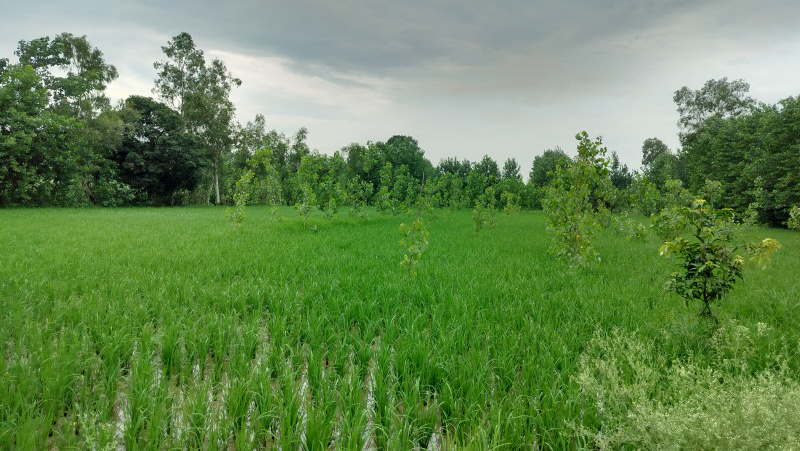  10 Bigha Agricultural/Farm Land for Sale in Chhutmalpur, Saharanpur