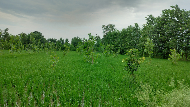  10 Bigha Agricultural/Farm Land for Sale in Chhutmalpur, Saharanpur