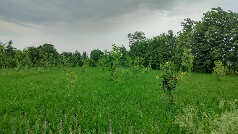  10 Bigha Agricultural/Farm Land for Sale in Chhutmalpur, Saharanpur