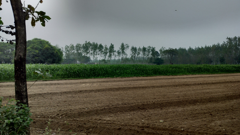 5 Bigha Agricultural/Farm Land for Sale in Janta Road, Saharanpur