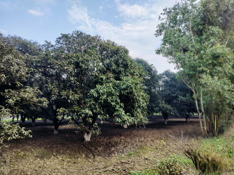  12 Bigha Agricultural/Farm Land for Sale in Chhutmalpur, Saharanpur