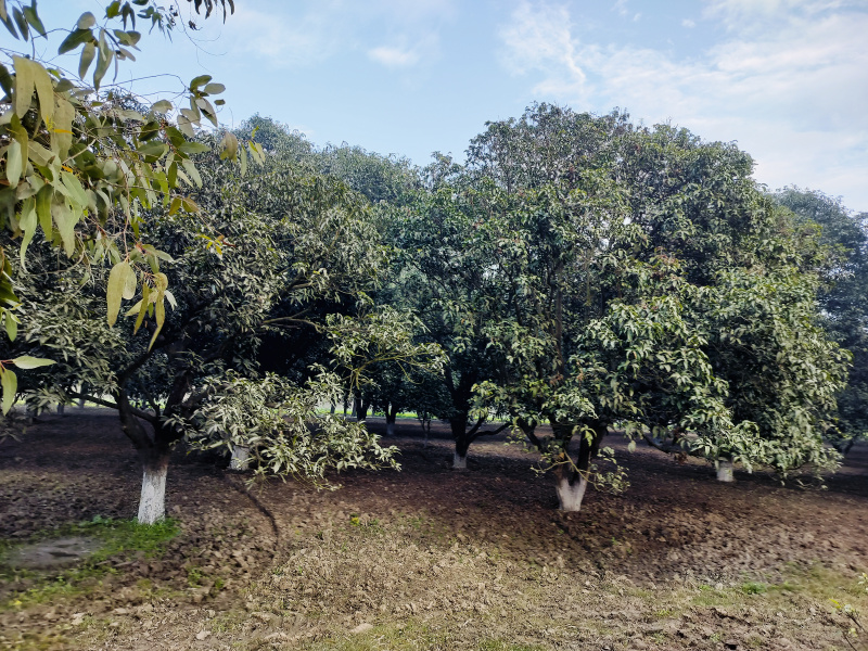  12 Bigha Agricultural/Farm Land for Sale in Chhutmalpur, Saharanpur