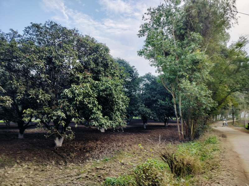  12 Bigha Agricultural/Farm Land for Sale in Chhutmalpur, Saharanpur