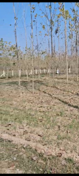  5 Bigha Agricultural/Farm Land for Sale in Biharigarh, Dehradun