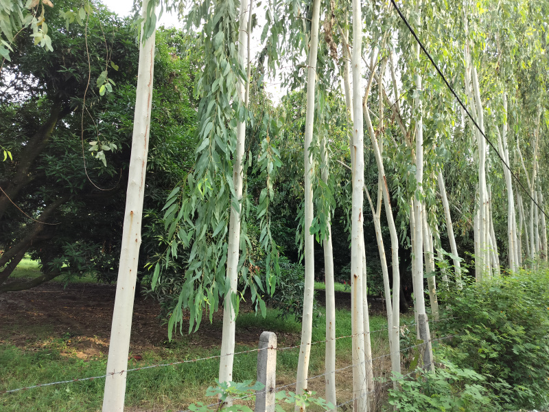  100 Bigha Agricultural/Farm Land for Sale in Biharigarh, Dehradun