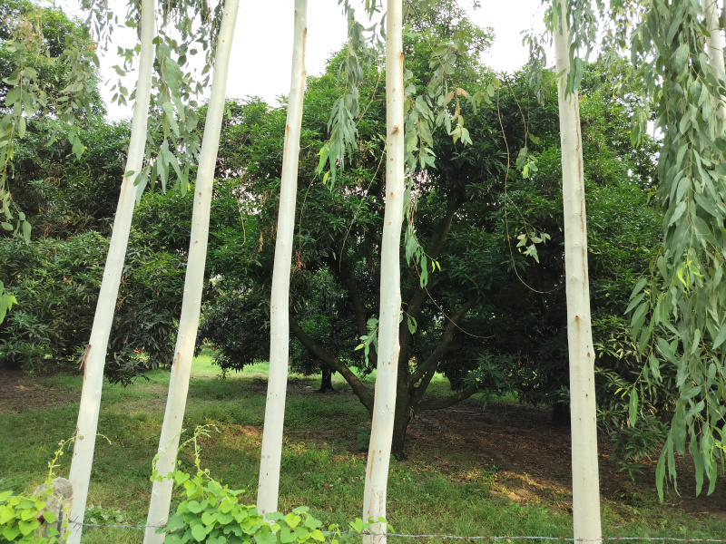  100 Bigha Agricultural/Farm Land for Sale in Biharigarh, Dehradun