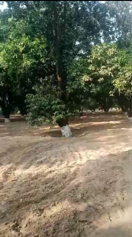  100 Bigha Agricultural/Farm Land for Sale in Biharigarh, Saharanpur