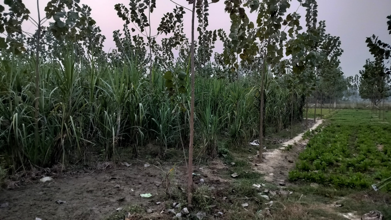  20 Bigha Agricultural/Farm Land for Sale in Biharigarh, Dehradun