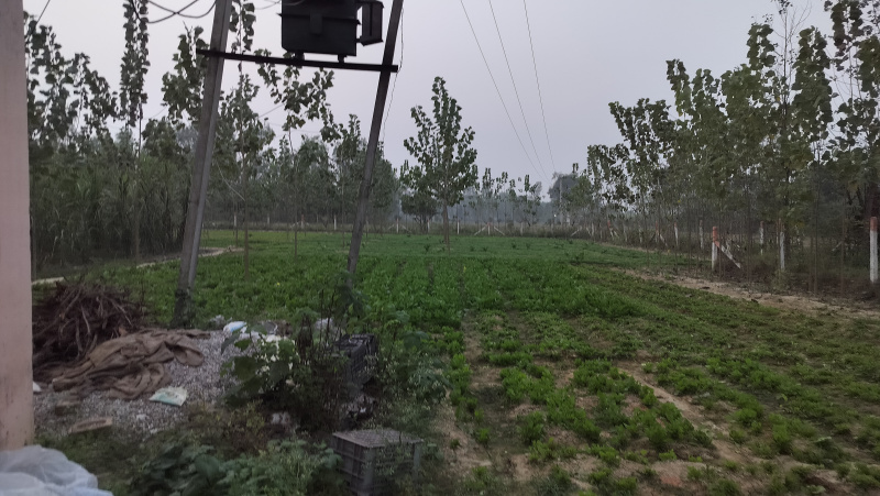  20 Bigha Agricultural/Farm Land for Sale in Biharigarh, Dehradun