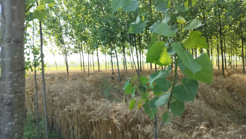 Additional image 2 of Biharigarh, Dehradun