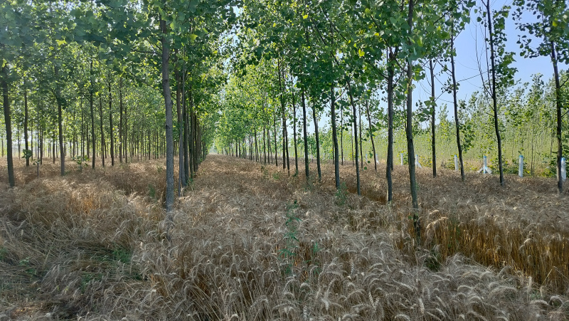 Additional image 3 of Biharigarh, Dehradun