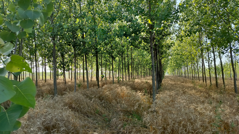 Biharigarh, Dehradun