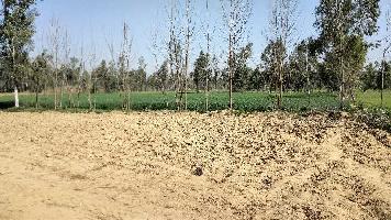  Agricultural Land for Sale in Chhutmalpur, Saharanpur