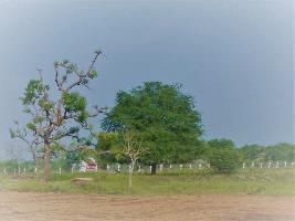 Agricultural Land for Sale in Kovilpatti, Thoothukudi