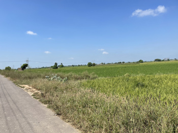  Agricultural Land for Sale in Sarabha, Ludhiana