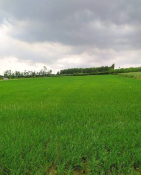  Agricultural Land for Sale in Bilaspur, Gurgaon