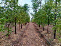  Agricultural Land for Sale in S Kota, Vizianagaram