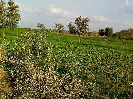  Agricultural Land for Sale in Khekada, Baghpat
