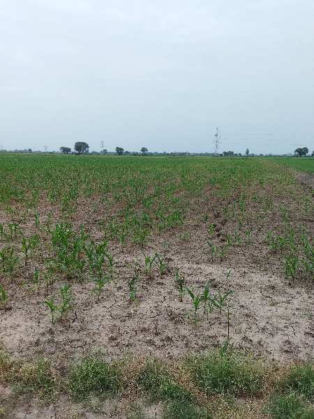  Agricultural Land 4 Bigha for Sale in Kunadi, Kota