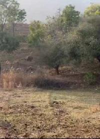  Agricultural Land for Sale in Kumbhalgarh, Rajsamand