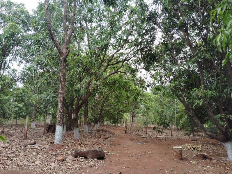 1 BHK 11 Acre Residential Plot for Sale in Saralgaon, Murbad, Thane