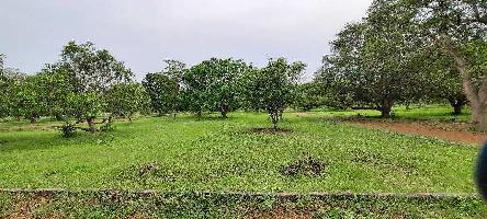  Agricultural Land for Sale in Kathipudi, East Godavari