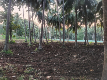  Agricultural Land for Sale in Mummidivaram, East Godavari