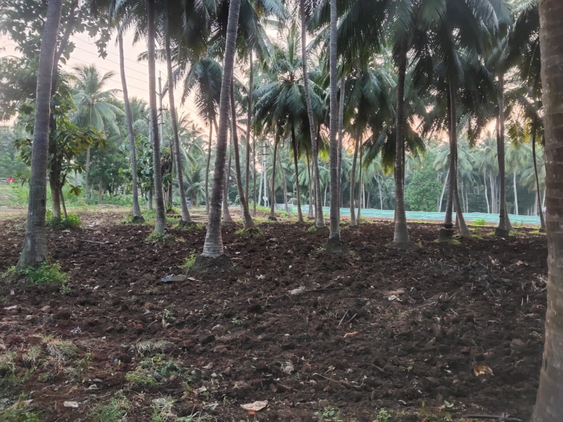  Agricultural Land 40 Cent for Sale in Mummidivaram, East Godavari