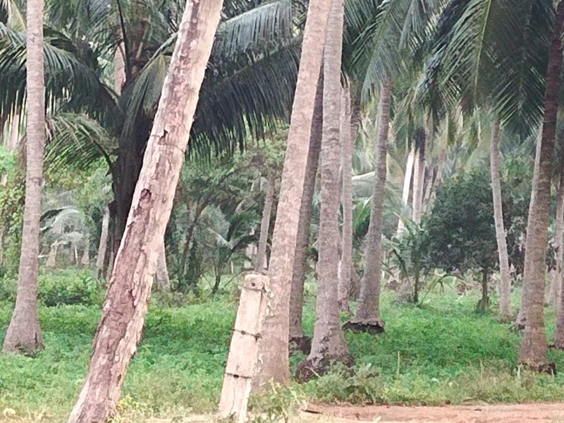  Agricultural Land 40 Cent for Sale in Mummidivaram, East Godavari